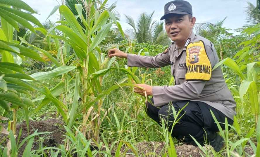Bhabinkamtibmas Desa Panglima Raja Tinjau Perkembangan Jagung dan Bersihkan Lahan Demi Dukung Swasembada Pangan 2026.
