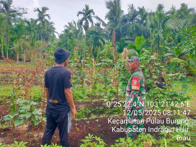 Babinsa Koramil 11/Pulau Burung Gelar  Patroli Karhutla dan Pantau Ketahanan Pangan di Desa Sungai Danai