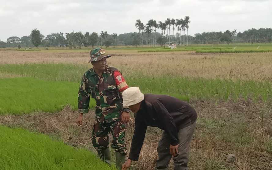 Dihari ke-42,Serka Hepi Martison Lanjutkan Program Ketahanan Pangan