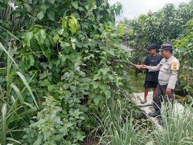 Personel Polsek Enok Pantau Tanaman Pekarangan Warga, Dorong Produktivitas Ekonomi dan Ketahanan Pangan