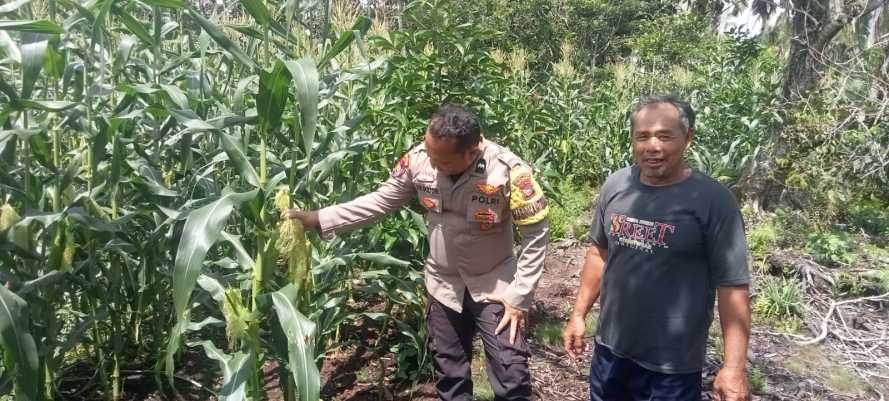 Babinkamtibmas Polsek Pulau Burung Jalankan Program Pengembangan Jagung Manis