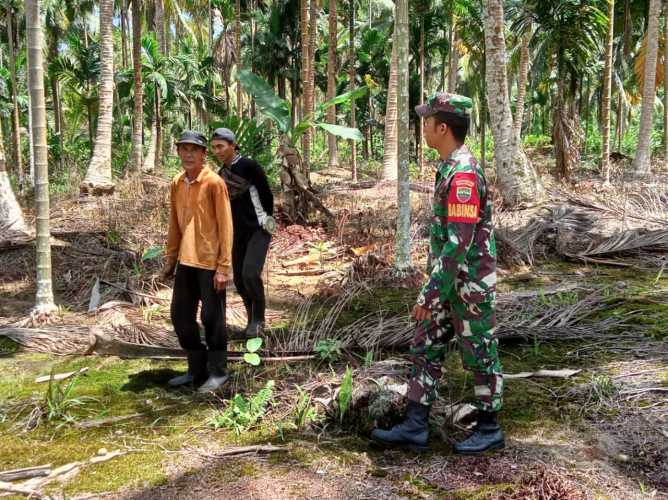 Pratu  Candra  Telusuri  Perkebunan Kelapa Cegah  Karhutlah