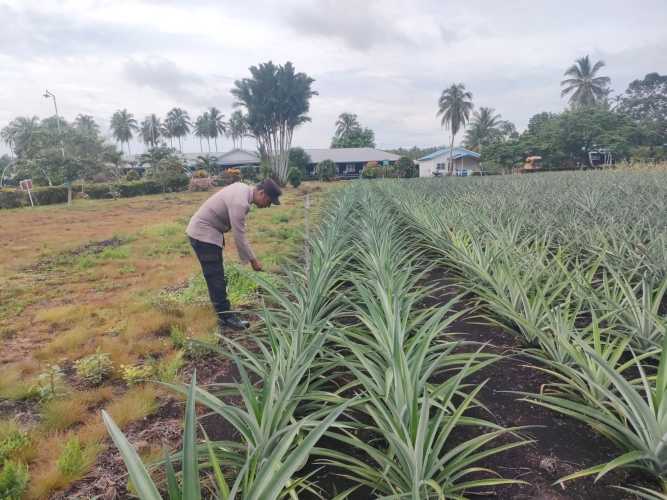 Pastikan Kecukupan Buah Segar, Kapolsek Pulau Burung AKP Irwanto Dorong Optimalisasi Lahan Nenas