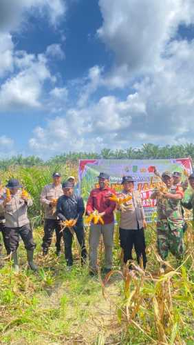 Dukung Ketahanan Pangan Nasional, Pemdes Sekayan Panen 4,5 Ton Jagung Hibrida