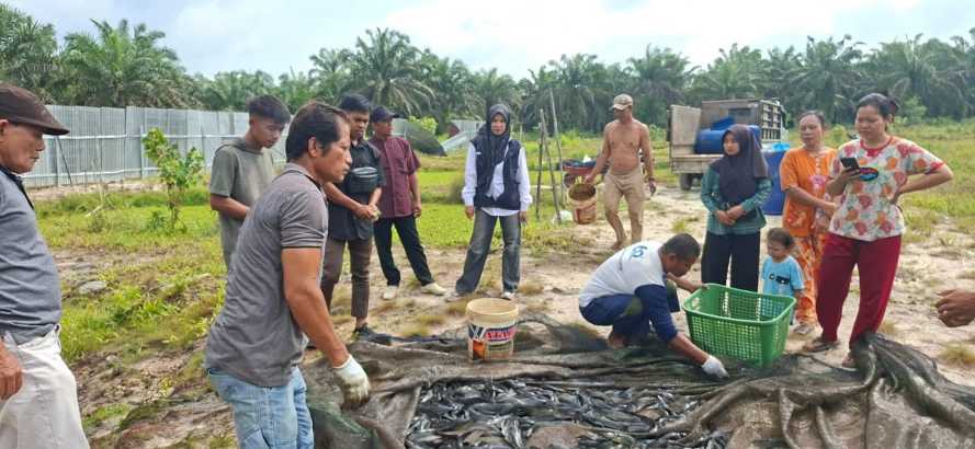 Panen Perdana Lele Bumdes Batu Bernai Wujudkan Ketahanan Pangan Desa Keritang