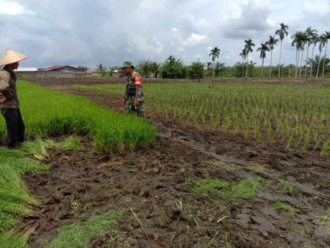 Realisasi Progress Program Ketahanan Pangan Wilayah Koramil 12/Batang Tuaka Hari Kesembilan Belas