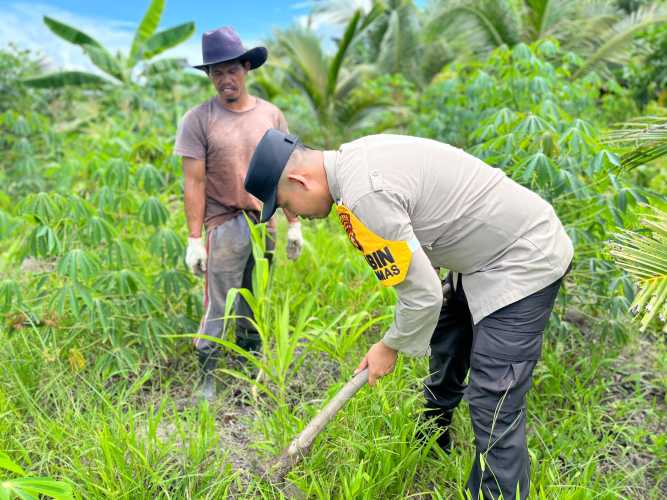 Bhabinkamtibmas Polsek Concong Intensif Rawat Jagung Monokultur, Dukung Program Ketahanan Pangan Nasional