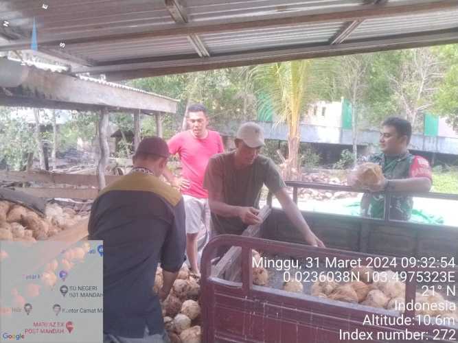 Babinsa Mandah Tengok Kesejahreraan Petani Kelapa