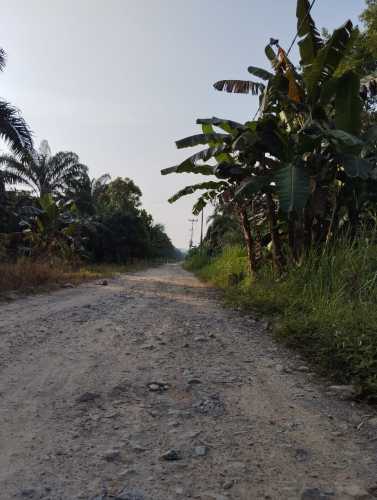 Petani Dusun Segambang Tanah Datar Desa keritang Keluhkan Maraknya Pencurian Sawit dan  Peredaran Narkoba