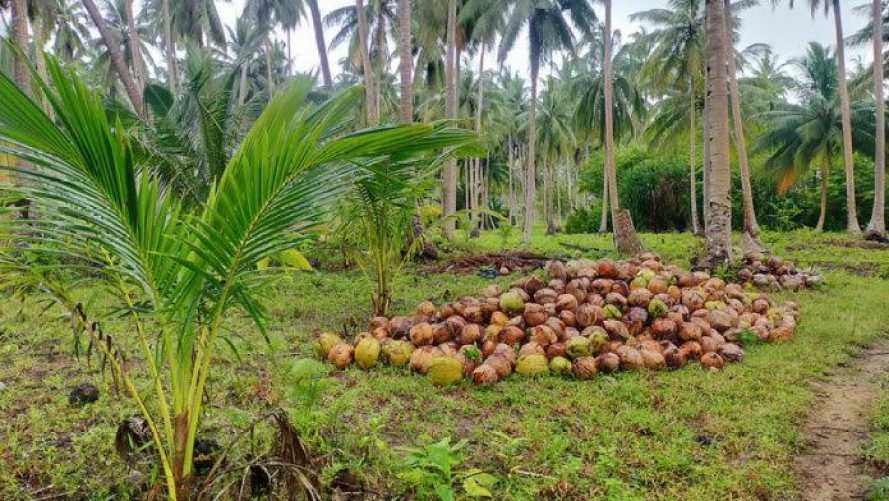 Panen Belum Stabil, Inhil Hadapi Ketidakpastian Pasokan Kelapa