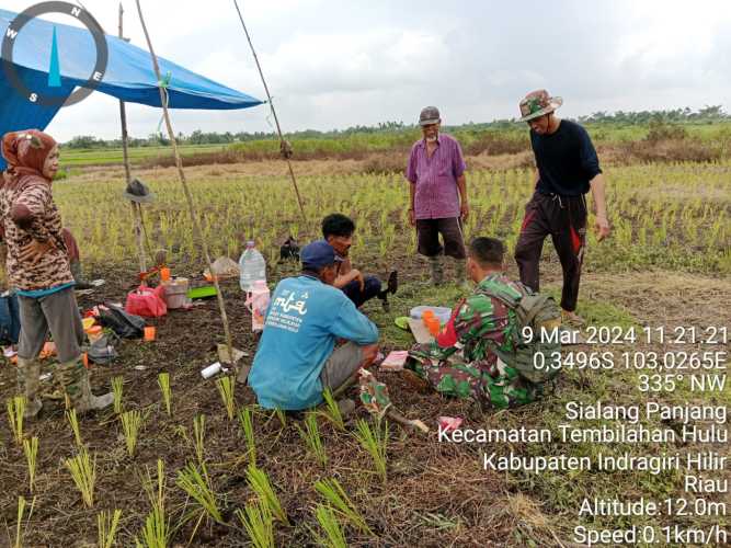 Sempatkan Tinjau Lokasi Penanaman Padi, Serda Ronald Manald Dukung Program Ketahanan Pangan