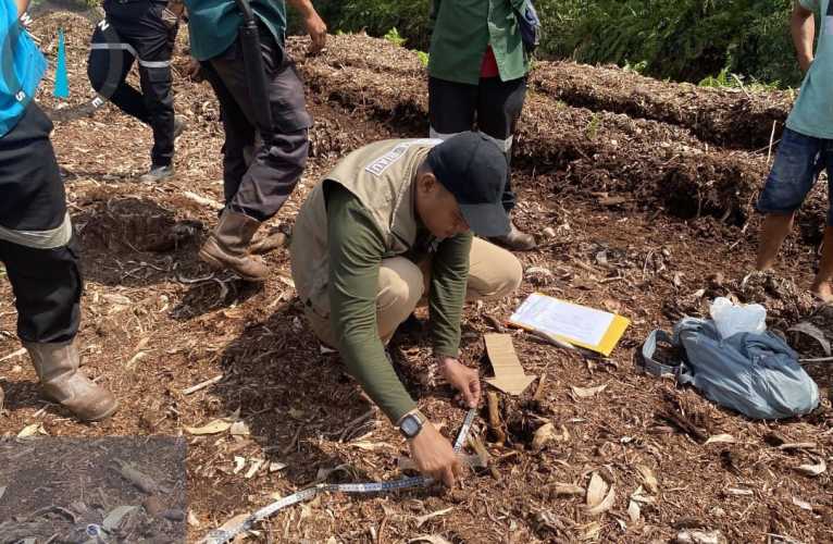 Bocah di Pelalawan Riau Tewas Diterkam Harimau Sumatera