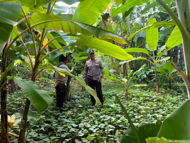 Polsek Pulau Burung Memastikan  Perkembangan Tanaman  Pisang Hingga Panen