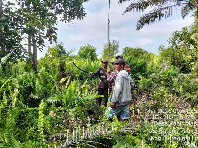 Babinsa Koramil 12/Batang Tuaka Laksanakan Sosialisasi dan Patroli Tapal Batas di Desa Pasir Mas