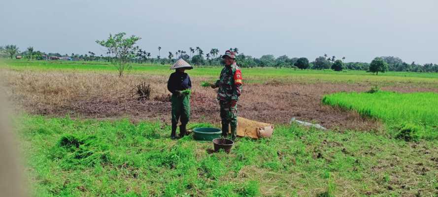 Serda Sukiran Lakukan Perawatan Tanaman Padi Program Ketahanan Pangan