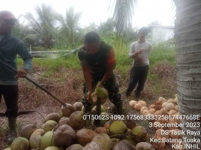 Koptu Sihabuddin Harapkan Campur Tangan Pemerintah dalam Fluktuasi Harga Kelapa