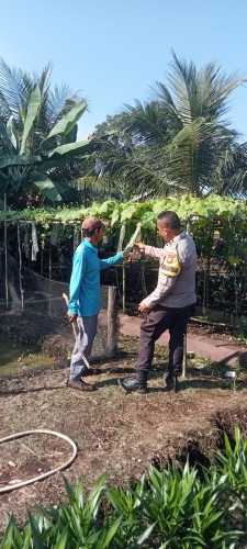 Personel Polsek Pulau Burung Kembangkan Tanaman Monokultur untuk Dukung Ketahanan Pangan Nasional