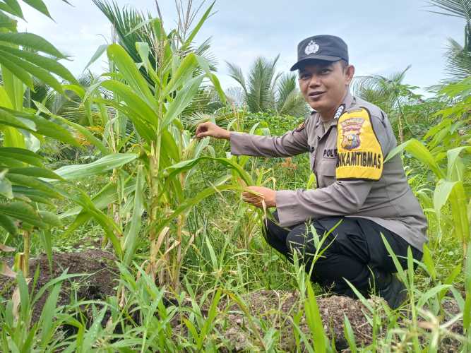 Sulap Lahan Tidur Jadi Produktif, Bhabinkamtibmas Polsek Concong Kawal Jagung Warga Dukung Asta Cita