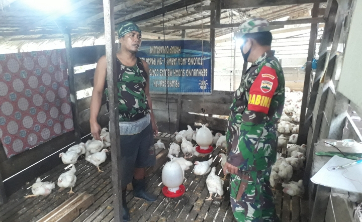 Babinsa Tinjau kandang Ternak Ayam