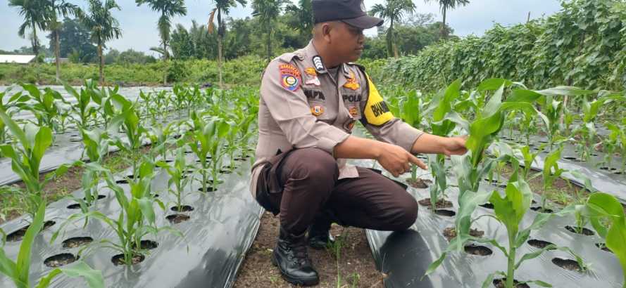 Bhabinkamtibmas Polsek Pelangiran Memastikan Aspek Perawatan Tanaman Jagung