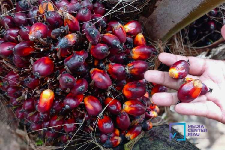 Harga Kelapa Sawit Mitra Plasma Minggu Ini Rp3.451 per Kg