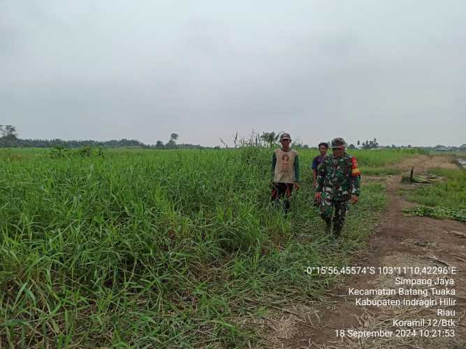 Babinsa Simpang Jaya Monitoring Karhutlah Secara Rutin