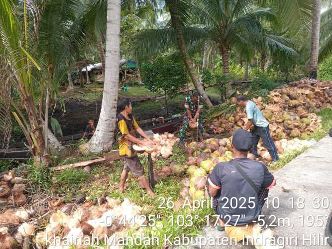 Babinsa Desa Sepakat Jaya Tinjau Kegiatan Panen Kelapa Warga Binaan