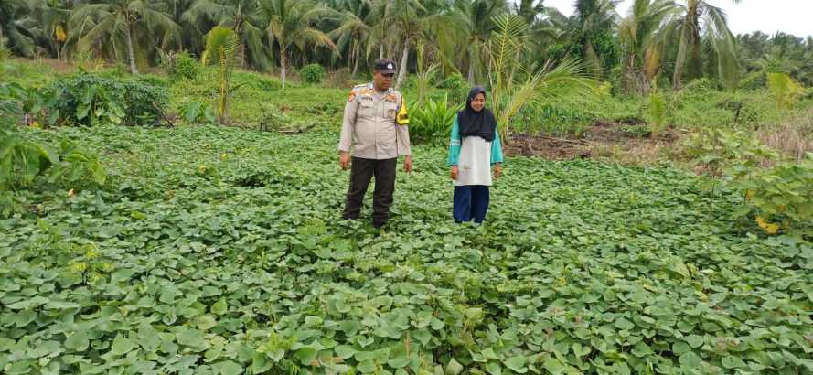 Babinkamtibmas Polsek Pelangiran Optimalkan Tanaman Ketahanan Pangan di Desa Rotan Semelur