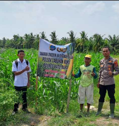 Polsek Labuhan Ruku Dukung Program Pemerintah Ketahanan Pangan dengan Menanam Jagung