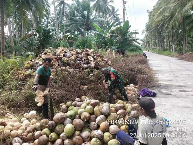Babinsa Desa Bente Lakukan Monitoring dan Pendampingan Pasca Panen Petani Kelapa