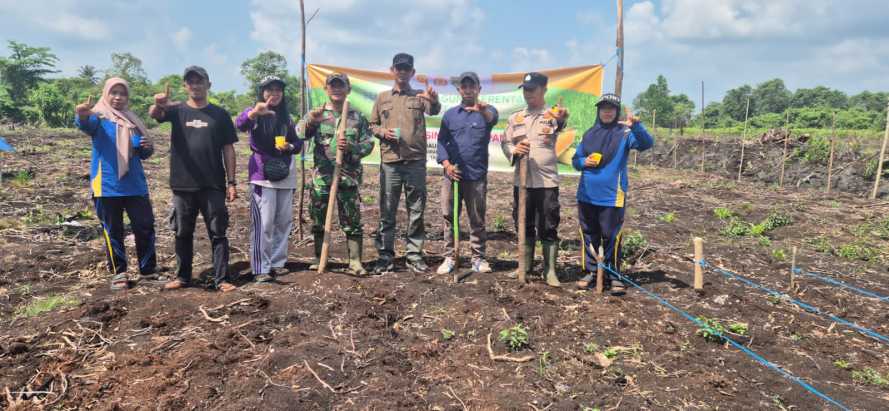 Polsek Pelangiran Hadir di Sektor Pertanian, Bhabinkamtibmas Dampingi Penanaman Jagung Kuartal III
