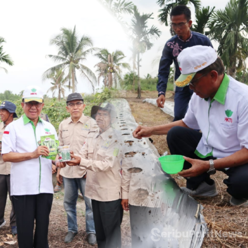 Ketua HKTI Provinsi Riau H.M Wardan Melakukan Kunjungan Sekaligus Menanam dan Memanen Komoditi Sayuran di Parut Hijrah