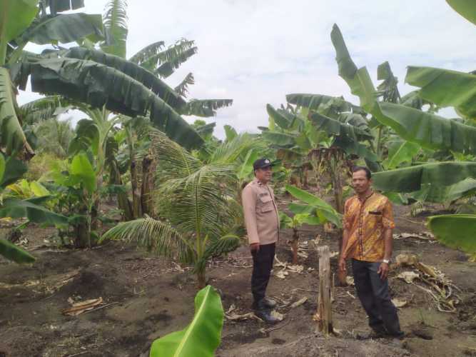 Bhabinkamtibmas Polsek Pulau Burung Cek Pertumbuhan Bunga Pisang di Teluk Nibung Mendukung Program Asta Cita
