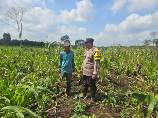 Bhabinkamtibmas Polsek Pelangiran Tinjau Lahan Ketahanan Pangan di PT Ria