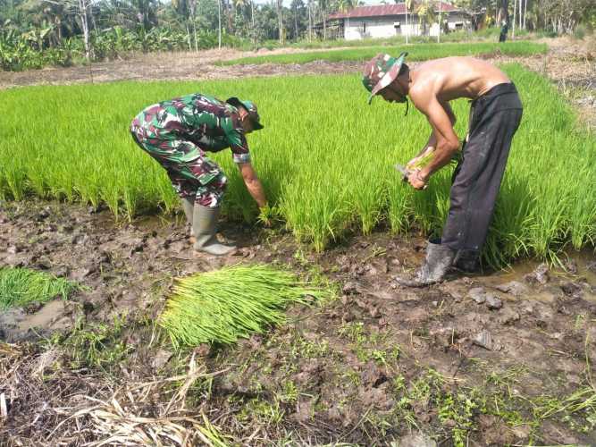 Upaya Peningkatan Han Pangan, Serka Masri Dampingi Petani Lokal