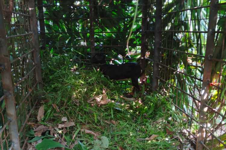 Umpan Kambing Belum Disentuh, Harimau Sumatera di Desa Danai Belum Masuk Perangkap
