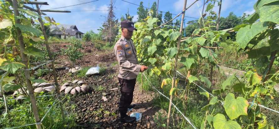 Bhabinkamtibmas Polsek Pelangiran Pantau Progres Tanaman Timun, Pemupukan Rutin Jadi Kunci Pertumbuhan