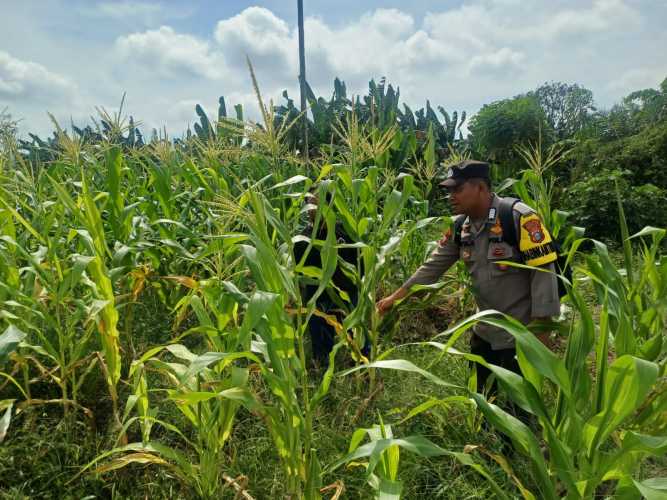 Dukung Ketahanan Pangan, Bhabinkamtibmas Polsek Pelangiran Pantau Perkembangan Tanaman Jagung di Rotan Semelur