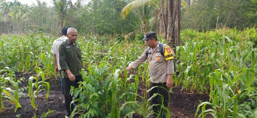 Bhabinkamtibmas Polsek Pelangiran Monitoring Tanaman Jagung Kuartal II, Dukung Swasembada Pangan 2026