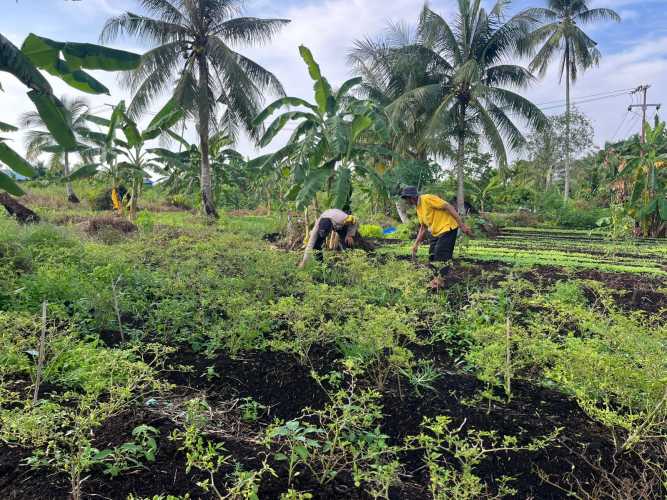 Dukung Ketahanan Pangan, Bhabinkamtibmas Turun ke Kebun Sayur Warga di Tagaraja