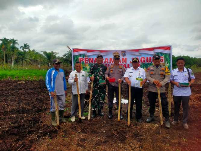 Koramil 11/Pulau Burung Dukung Penuh Penanaman Jagung Kuartal I di Desa Mayang Sari Jaya