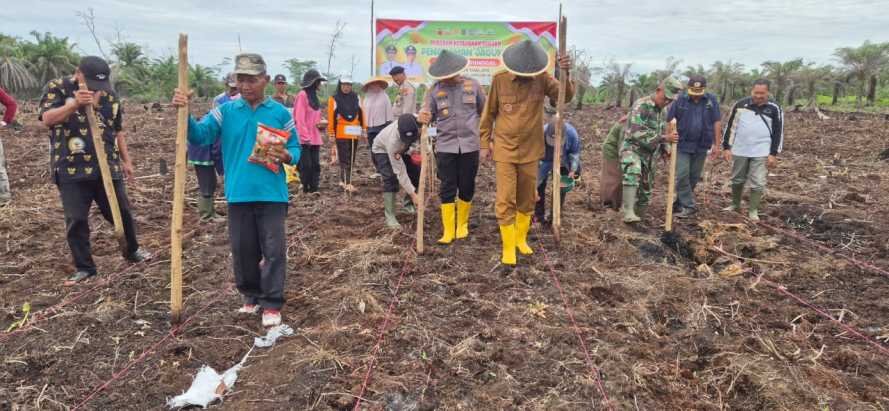 Camat Pelangiran Gerakkan Ketahanan Pangan Dengan Mobilisasi  Penanaman Jagung Bersama Forkopincam dan BUMDes