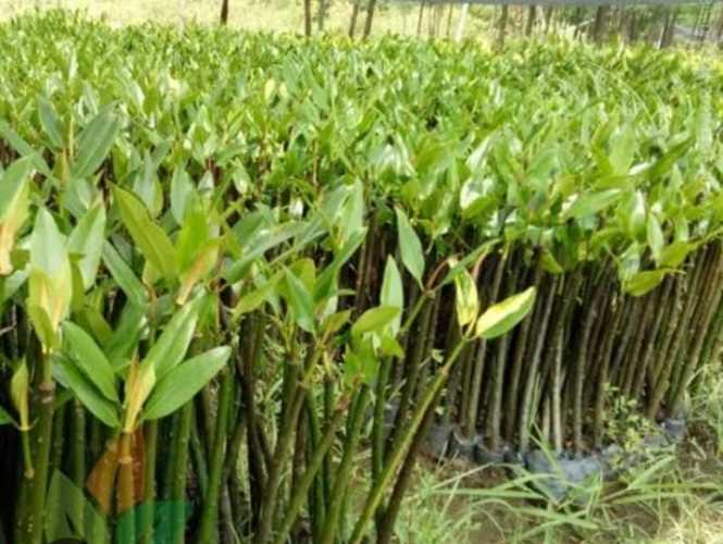 PWI Siak Bersama Masyarakat Akan Gelar Penanaman Mangrove di sepanjang pesisir pantai Kampung