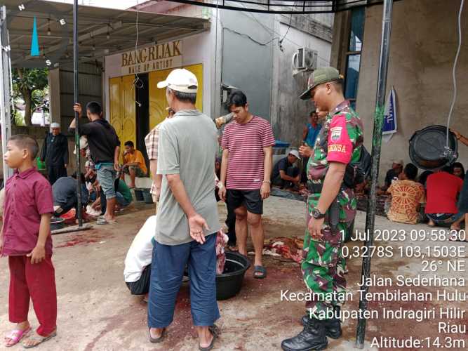 Babinsa Tembilahan Hulu Koordinir Penyembelihan Hewan Qurban di Wilayah