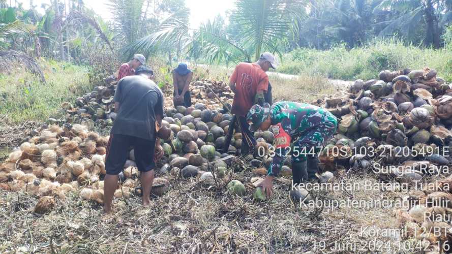 Babinsa Sungai Raya Tinjau Hasil Panen Petani setempat