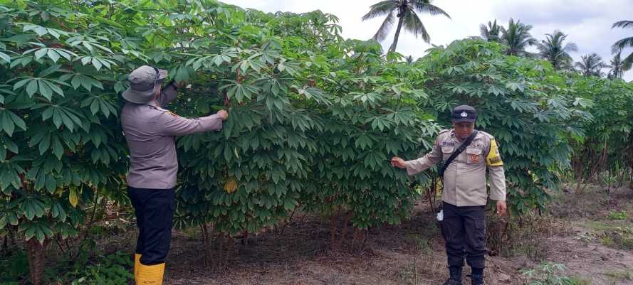 Kapolsek Menelisik Perkembangan Singkong di Teluk Nibung,  Wujudkan Ketahanan Pangan