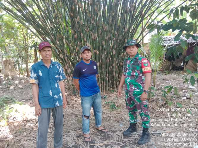 Babinsa Koramil 12/Batang Tuaka Laksanakan Sosialisasi dan Penandaan Tapal Batas di Desa Tanjung Siantar
