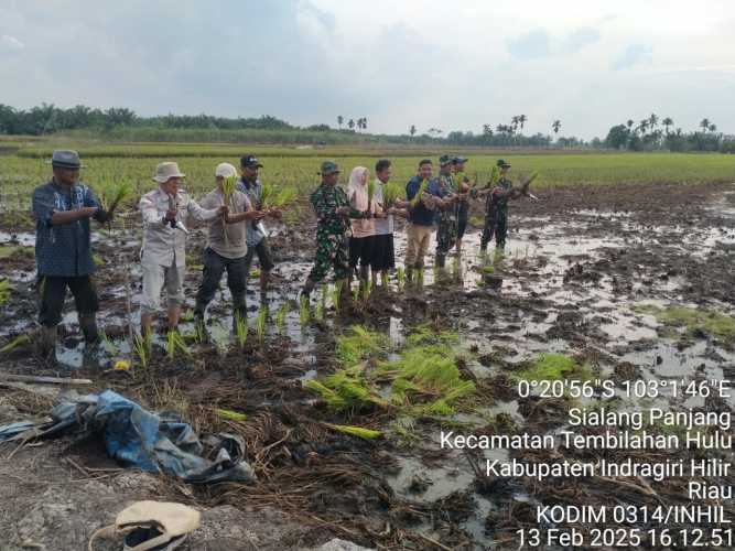 Danramil 01/Tbh Kapten Inf. Riswanto Tinjau Kegiatan Sosialisasi Brigade Pangan dan Gertam