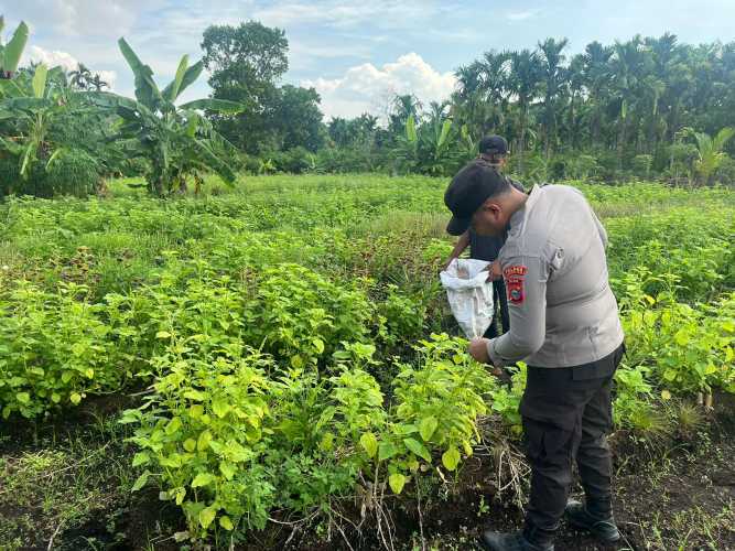 Polsek Pulau Burung Wujudkan Pemenuhan Zat Besi Alami Lewat Tanam Bayam