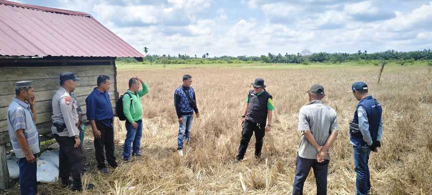 Dinas Pertanian Inhil Petakan Dampak El Nino untuk Selamatkan Produksi dan Lahan Pangan